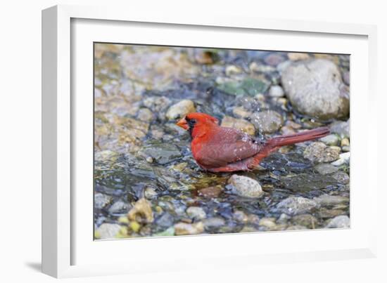 Northern cardinal male bathing, Marion County, Illinois.-Richard & Susan Day-Framed Photographic Print