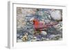 Northern cardinal male bathing, Marion County, Illinois.-Richard & Susan Day-Framed Photographic Print