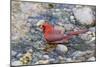 Northern cardinal male bathing, Marion County, Illinois.-Richard & Susan Day-Mounted Photographic Print
