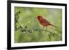Northern Cardinal male eating Elbow bush berries, Hill Country, Texas, USA-Rolf Nussbaumer-Framed Photographic Print
