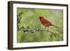 Northern Cardinal male eating Elbow bush berries, Hill Country, Texas, USA-Rolf Nussbaumer-Framed Photographic Print