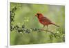 Northern Cardinal male eating Elbow bush berries, Hill Country, Texas, USA-Rolf Nussbaumer-Framed Photographic Print