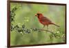 Northern Cardinal male eating Elbow bush berries, Hill Country, Texas, USA-Rolf Nussbaumer-Framed Photographic Print