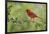 Northern Cardinal male eating Elbow bush berries, Hill Country, Texas, USA-Rolf Nussbaumer-Framed Photographic Print