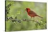 Northern Cardinal male eating Elbow bush berries, Hill Country, Texas, USA-Rolf Nussbaumer-Stretched Canvas