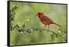 Northern Cardinal male eating Elbow bush berries, Hill Country, Texas, USA-Rolf Nussbaumer-Framed Stretched Canvas