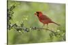 Northern Cardinal male eating Elbow bush berries, Hill Country, Texas, USA-Rolf Nussbaumer-Stretched Canvas