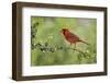 Northern Cardinal male eating Elbow bush berries, Hill Country, Texas, USA-Rolf Nussbaumer-Framed Photographic Print