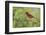 Northern Cardinal male eating Elbow bush berries, Hill Country, Texas, USA-Rolf Nussbaumer-Framed Photographic Print