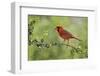 Northern Cardinal male eating Elbow bush berries, Hill Country, Texas, USA-Rolf Nussbaumer-Framed Photographic Print