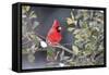 Northern Cardinal male in American Holly (Ilex opaca) tree in winter Marion County, IL-Richard & Susan Day-Framed Stretched Canvas