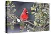 Northern Cardinal male in American Holly (Ilex opaca) tree in winter Marion County, IL-Richard & Susan Day-Stretched Canvas