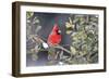 Northern Cardinal male in American Holly (Ilex opaca) tree in winter Marion County, IL-Richard & Susan Day-Framed Photographic Print