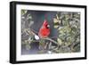 Northern Cardinal male in American Holly (Ilex opaca) tree in winter Marion County, IL-Richard & Susan Day-Framed Photographic Print