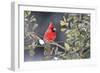 Northern Cardinal male in American Holly (Ilex opaca) tree in winter Marion County, IL-Richard & Susan Day-Framed Photographic Print