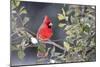 Northern Cardinal male in American Holly (Ilex opaca) tree in winter Marion County, IL-Richard & Susan Day-Mounted Photographic Print