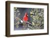 Northern Cardinal male in American Holly (Ilex opaca) tree in winter Marion County, IL-Richard & Susan Day-Framed Photographic Print