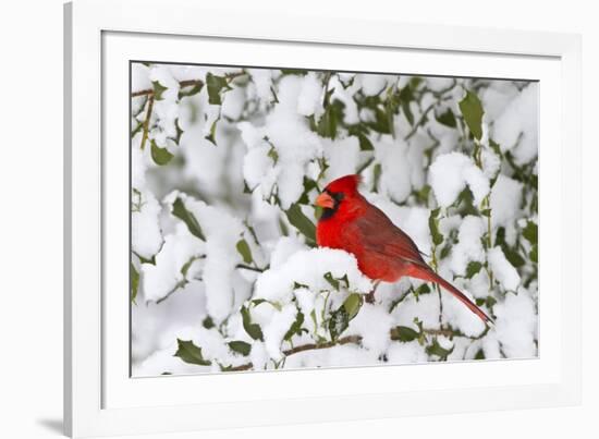 Northern Cardinal male in American Holly in winter, Marion, Illinois-Richard & Susan Day-Framed Photographic Print