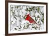 Northern Cardinal male in American Holly in winter, Marion, Illinois-Richard & Susan Day-Framed Photographic Print