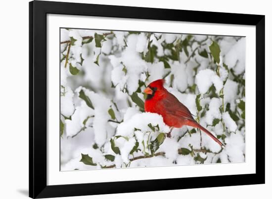 Northern Cardinal male in American Holly in winter, Marion, Illinois-Richard & Susan Day-Framed Photographic Print