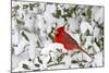 Northern Cardinal male in American Holly in winter, Marion, Illinois-Richard & Susan Day-Mounted Photographic Print