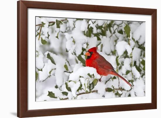 Northern Cardinal male in American Holly in winter, Marion, Illinois-Richard & Susan Day-Framed Photographic Print