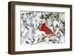 Northern Cardinal male in American Holly in winter, Marion, Illinois-Richard & Susan Day-Framed Photographic Print