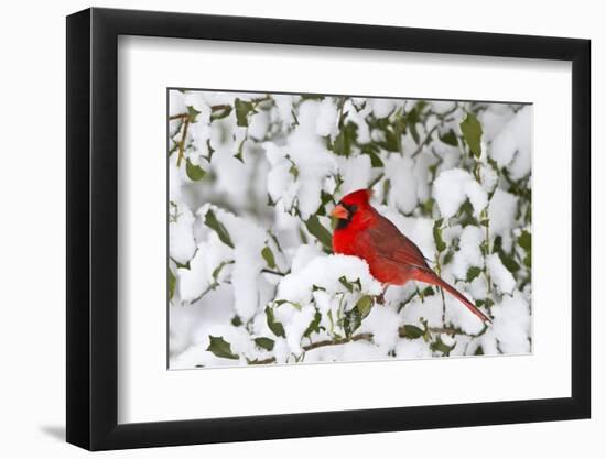 Northern Cardinal male in American Holly in winter, Marion, Illinois-Richard & Susan Day-Framed Photographic Print