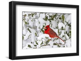 Northern Cardinal male in American Holly in winter, Marion, Illinois-Richard & Susan Day-Framed Photographic Print