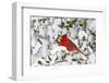 Northern Cardinal male in American Holly in winter, Marion, Illinois-Richard & Susan Day-Framed Photographic Print