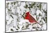 Northern Cardinal male in American Holly in winter, Marion, Illinois-Richard & Susan Day-Mounted Photographic Print