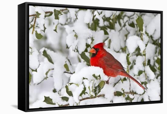 Northern Cardinal male in American Holly in winter, Marion, Illinois-Richard & Susan Day-Framed Stretched Canvas