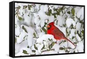 Northern Cardinal male in American Holly in winter, Marion, Illinois-Richard & Susan Day-Framed Stretched Canvas