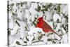 Northern Cardinal male in American Holly in winter, Marion, Illinois-Richard & Susan Day-Stretched Canvas