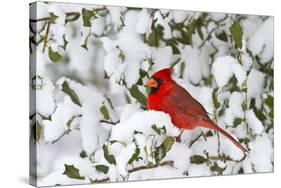 Northern Cardinal male in American Holly in winter, Marion, Illinois-Richard & Susan Day-Stretched Canvas