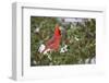 Northern Cardinal male in American Holly tree (Ilex opaca) in winter, Marion County, Illinois-Richard & Susan Day-Framed Photographic Print