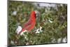 Northern Cardinal male in American Holly tree (Ilex opaca) in winter, Marion County, Illinois-Richard & Susan Day-Mounted Photographic Print