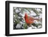 Northern Cardinal male in Balsam fir tree in winter, Marion, Illinois, USA.-Richard & Susan Day-Framed Photographic Print