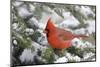 Northern Cardinal male in Balsam fir tree in winter, Marion, Illinois, USA.-Richard & Susan Day-Mounted Photographic Print