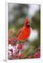 Northern Cardinal Male in Common Winterberry Bush in Winter, Marion County, Illinois-Richard and Susan Day-Framed Premium Photographic Print