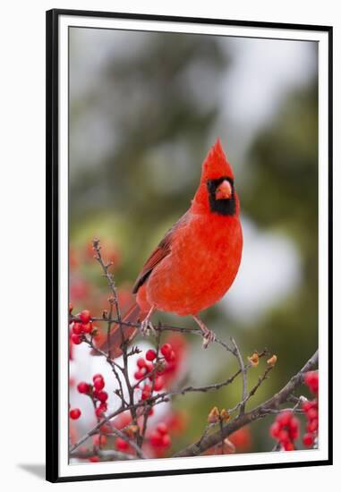 Northern Cardinal Male in Common Winterberry Bush in Winter, Marion County, Illinois-Richard and Susan Day-Framed Premium Photographic Print