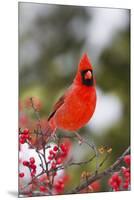 Northern Cardinal Male in Common Winterberry Bush in Winter, Marion County, Illinois-Richard and Susan Day-Mounted Premium Photographic Print