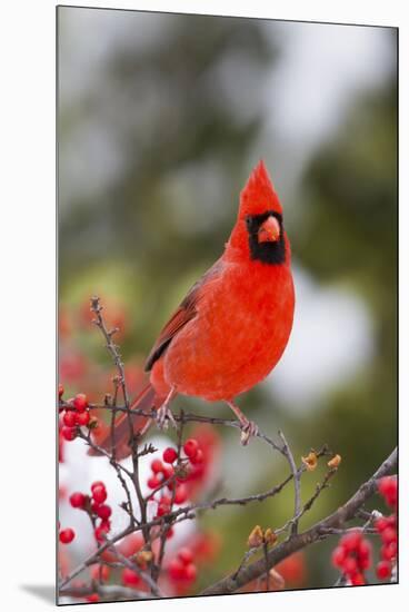 Northern Cardinal Male in Common Winterberry Bush in Winter, Marion County, Illinois-Richard and Susan Day-Mounted Premium Photographic Print