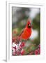 Northern Cardinal Male in Common Winterberry Bush in Winter, Marion County, Illinois-Richard and Susan Day-Framed Premium Photographic Print