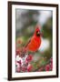 Northern Cardinal Male in Common Winterberry Bush in Winter, Marion County, Illinois-Richard and Susan Day-Framed Premium Photographic Print