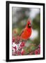 Northern Cardinal Male in Common Winterberry Bush in Winter, Marion County, Illinois-Richard and Susan Day-Framed Premium Photographic Print