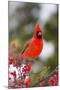 Northern Cardinal Male in Common Winterberry Bush in Winter, Marion County, Illinois-Richard and Susan Day-Mounted Premium Photographic Print