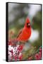 Northern Cardinal Male in Common Winterberry Bush in Winter, Marion County, Illinois-Richard and Susan Day-Framed Stretched Canvas