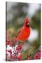 Northern Cardinal Male in Common Winterberry Bush in Winter, Marion County, Illinois-Richard and Susan Day-Stretched Canvas