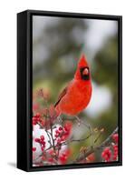 Northern Cardinal Male in Common Winterberry Bush in Winter, Marion County, Illinois-Richard and Susan Day-Framed Stretched Canvas